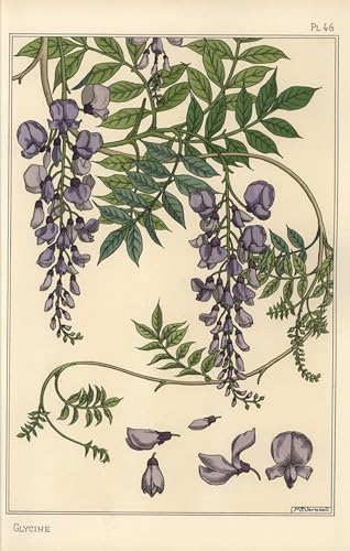 Eugène Grasset Glycine poster art murale tableaux toile décoration 60x90