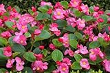 100pcs Rose Pink Wax Begonia Seeds Semperflorens Fibrous Shade Flower Seeds