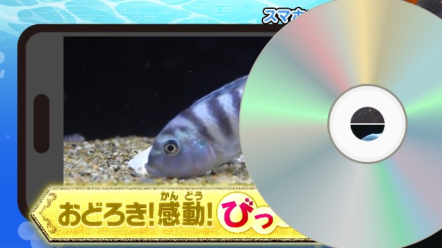 メダカ・金魚・熱帯魚 DVDつき (小学館の図鑑NEO) | 岡本 信明, 橋本