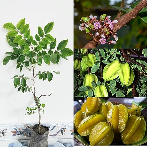 Image of Golden Bloom 1 Live StarFruit Plant Grafted Sweet Carambola Star Fruit Tree Indonesia Variety Grafted Plant (1-1.5 FT Height)