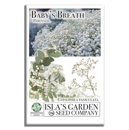 Perennial Baby’s Breath Seeds (Gypsophila paniculata) – 500+ Non-GMO & Heirloom Seeds by Isla’s Garden Seeds, Delicate White Blooms, Perfect for Cut Flowers, Borders, Bouquets & Cottage Gardens, Gift