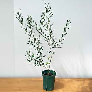 Amazon|選べる実付きオリーブ 4号鉢 鉢植え 観葉植物 オリーブの木 Amazon|選べる実付きオリーブ 4号鉢 鉢植え 観葉植物 オリーブの木