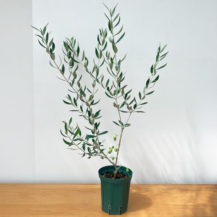 Amazon｜選べる実付きオリーブ 4号鉢 鉢植え 観葉植物 オリーブの木