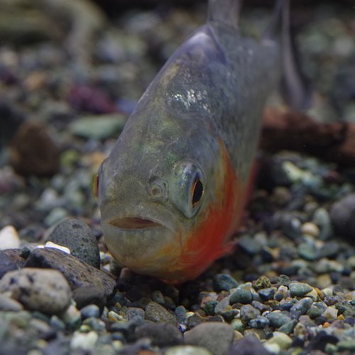 Amazon | (熱帯魚)ピラニアナッテリー(約12m)[生体] | 観賞魚・水中
