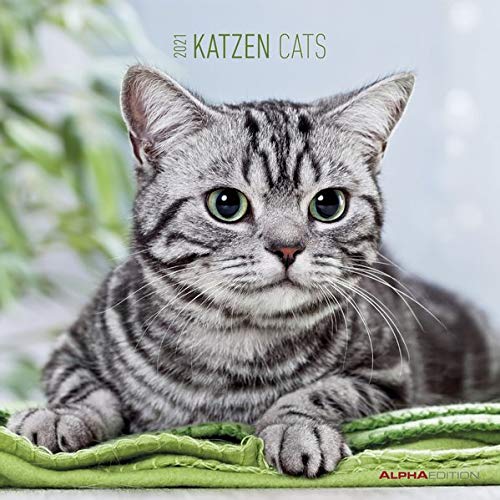 Télécharger Katzen 2021 Broschürenkalender Livre PDF Gratuit