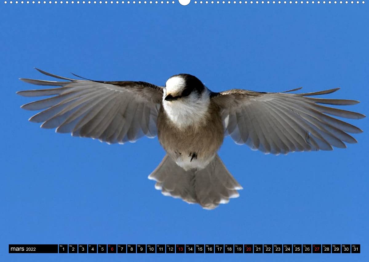 PLUMES LÉGÈRES. Oiseaux du Monde (Premium, hochwertiger DIN A2 Wandkalender 2022, Kunstdruck in Hochglanz): Treize photos d'oiseaux en action, ... Henry (Calendrier mensuel, 14 Pages )