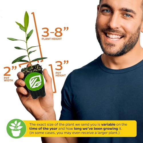 Loquat Tree – Eriobotrya Japonica by Wellspring Gardens – Live Subtropical Fruit Tree – Sweet, Juicy Golden Fruit – Great for Containers, Patios & Warm Climates (2-Pack) - Thumbnail 3