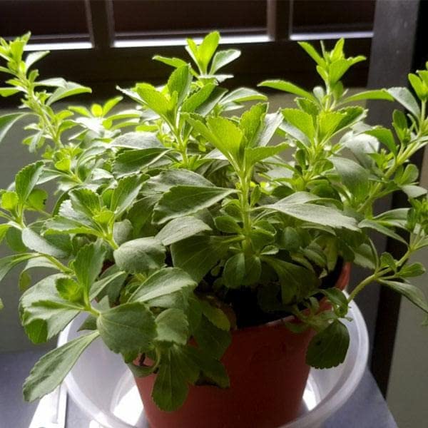See full amazon price history chart for Mphmi Plant NCR Live Stevia Plant, Stevia rebaudiana - Plant Mphmi Plant NCR Live Stevia Plant, Stevia rebaudiana - Plant (B0CGP44217) Amazon Price History, Amazon Price Tracker