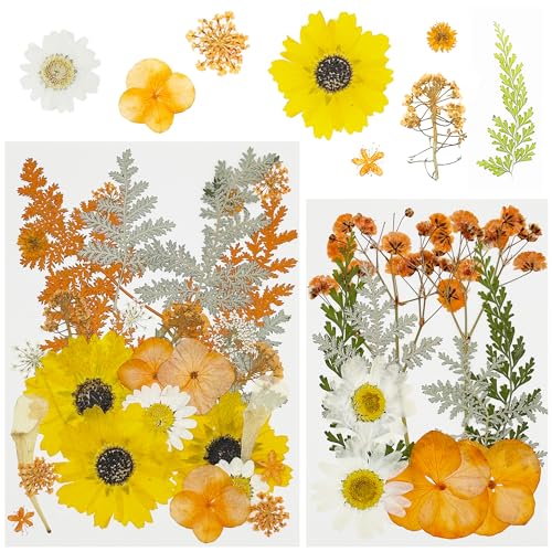 Cayway 40 PCS Dried Pressed Flower
