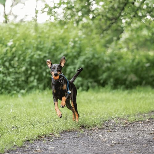 Sprenger Spielball am Seil - Ball, Wasserspaß, Apportierspielzeug für Hunde, orange - Ø 7 cm