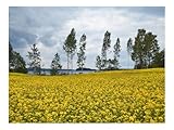 500 Teile Puzzles für Erwachsene Kinder-Feld,Blumen,Bäume 52x38cm