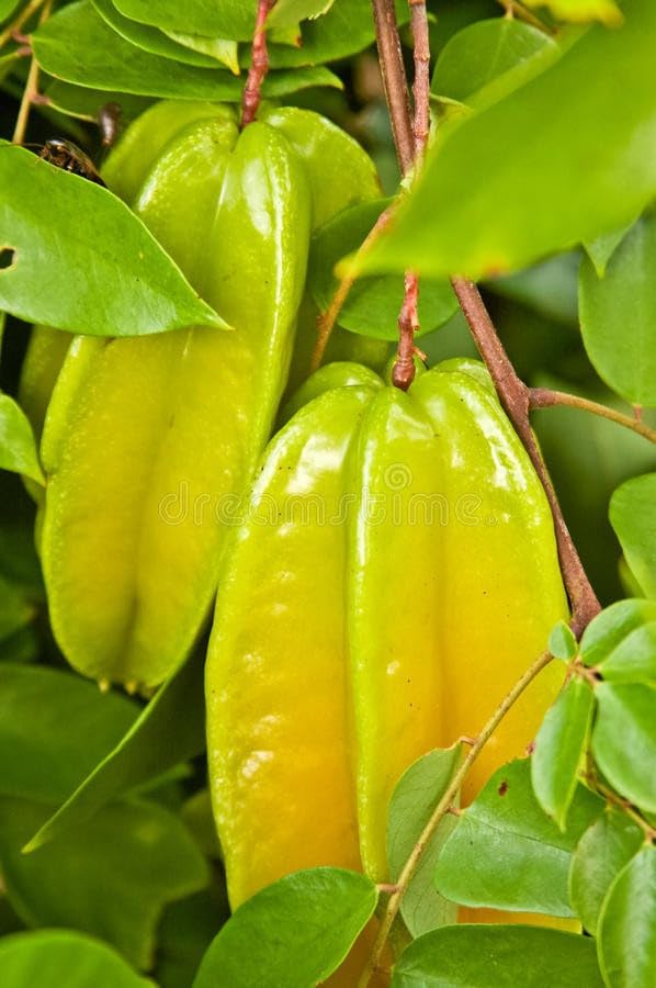 Heaven Of Saplings Star Fruit Carambola Grafted Plant (Pack Of 1) AZ_270 (B0CG4Q14VH) Amazon Price History, Amazon Price Tracker