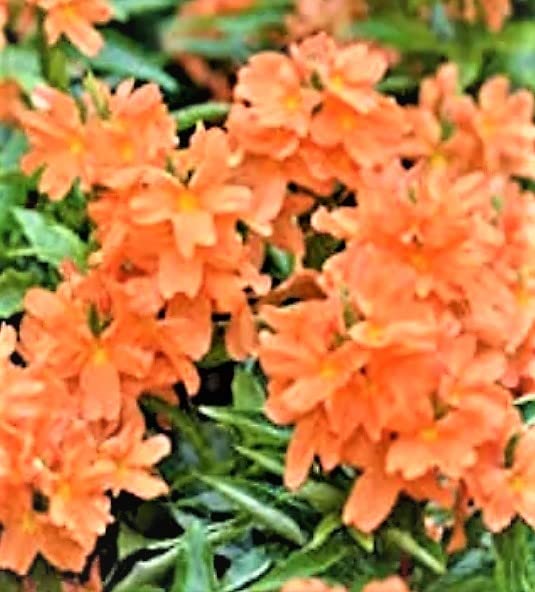 NATURE WORLD PREMIUM ORGANIC HYBRID KANAKAMBARAM FLOWER HEALTHY LIVE PLANT (B0BLZQQNSS) Amazon Price History, Amazon Price Tracker