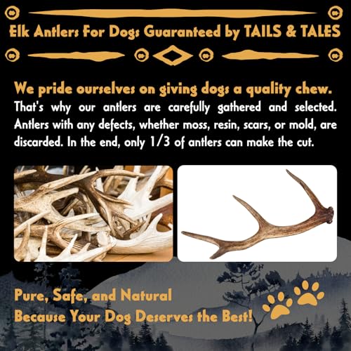 Image of X-Large Whole Elk Antler for Dogs, 8-10 inch Dog Bones for Aggressive Chewers