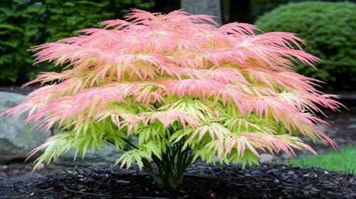 1 Green Geisha Girl Japanese Maple Tree Plant Great for Bonsai or Outdoors - Live Ornamental Maple 1218 Inch Tall Plant Stunning Foliage Slow Growing Landscape Tree for Gardens & Containers