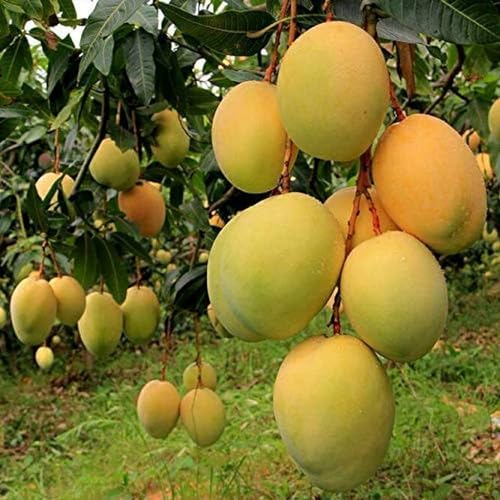Image of Combo 2 Alphonso Mango Tree Hybrid Amba Mango Plant Grafted King Of Fruits