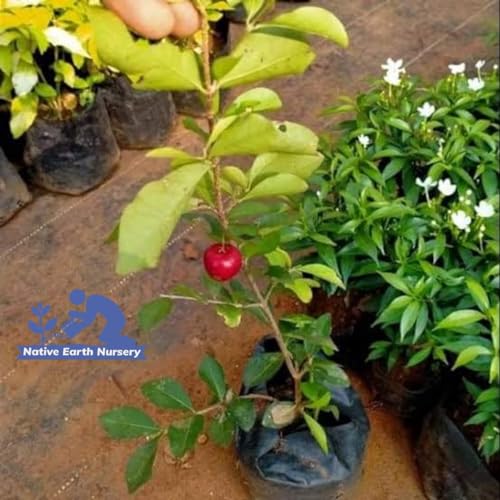 Native Earth Red Barbados Cherry Grafted Plant - Dwarf Variety Sweet Fruit Tree Height 50cm, Pack Of 1 Plant