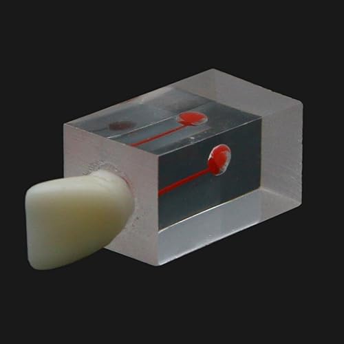 Miniatura 4 de 10PCS Modelo Dental Endodóntico Bloque de conducto radicular Práctica Pulpa Cavidad Resina Transparente Estudio Endo Entrenamiento Diente RCT Demo
