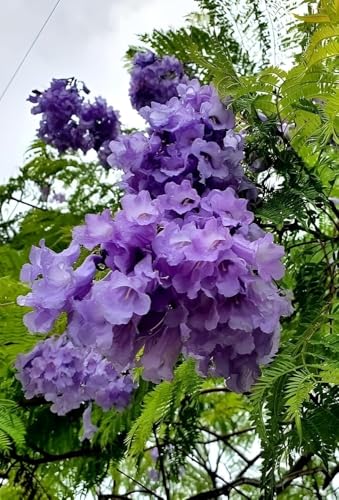 Image of Jacaranda Mimosifolia Neel Mohar Flower Live Plant for Home Garden Tree Fast Growing Tree Pack of 1 Healthy plant