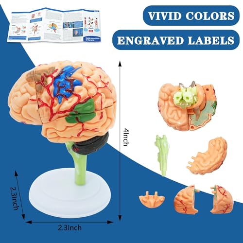 Image of Human Anatomy Body Model Kit, Sets of 4 Human Heart Brain Torso and Skeleton Models Removable Parts with Anatomical Guide Booklet 3D Model Study for Kids Medical Student Educational Demonstration