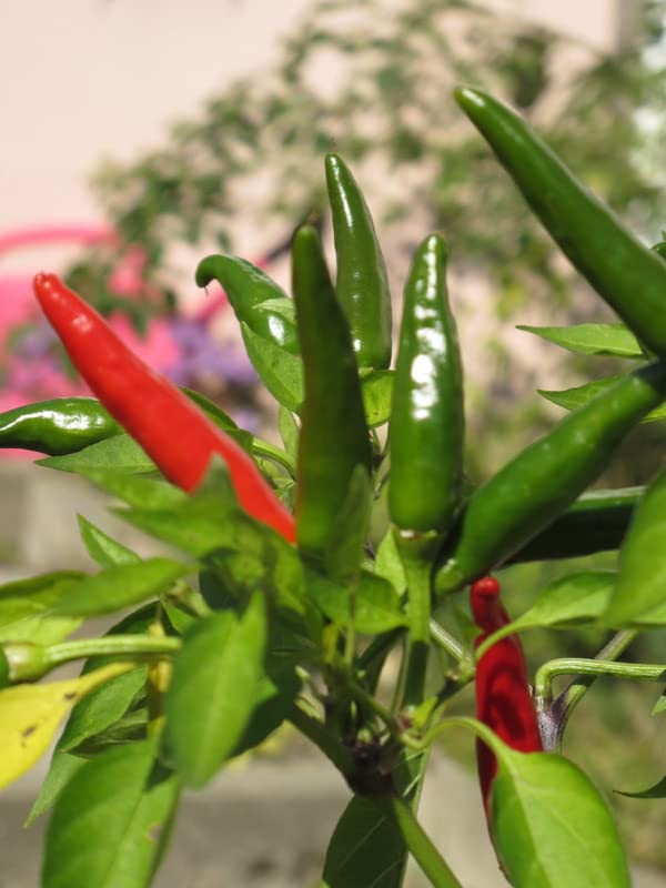 Semillas De Chile Tabasco - Capsicum Frutescens (aprox. 10 Semillas) Variedad Vigorosa Y Sabor Suave