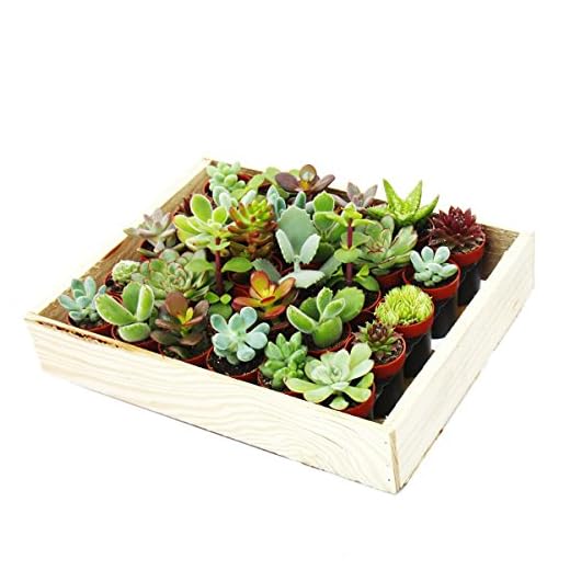 exotenherz - Mini-Succulents 3.5cm pot - wooden box with 30 plants