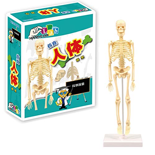 MIFASA Human skeletal model