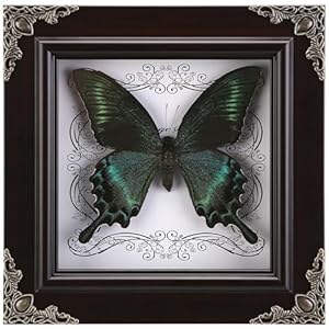 WTUAWB Gerahmter Grüner Schmetterling Shadow Box
