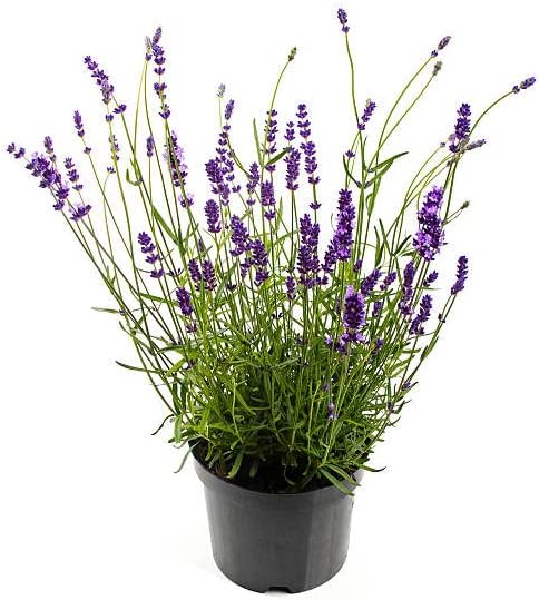 Lavender or Lavender Hardy Natural Plant