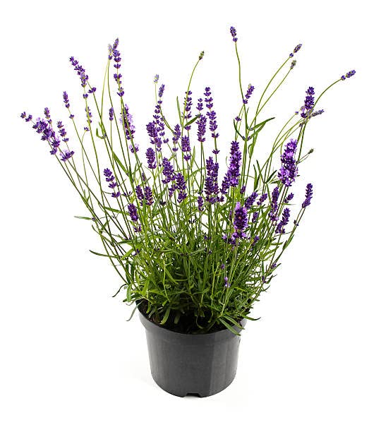 Lavandula o Lavanda Planta Natural Resistente