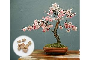 Bonsai Charm: Nurture a Serene Cherry Blossom Bonsai Tree with Our Rare Seeds