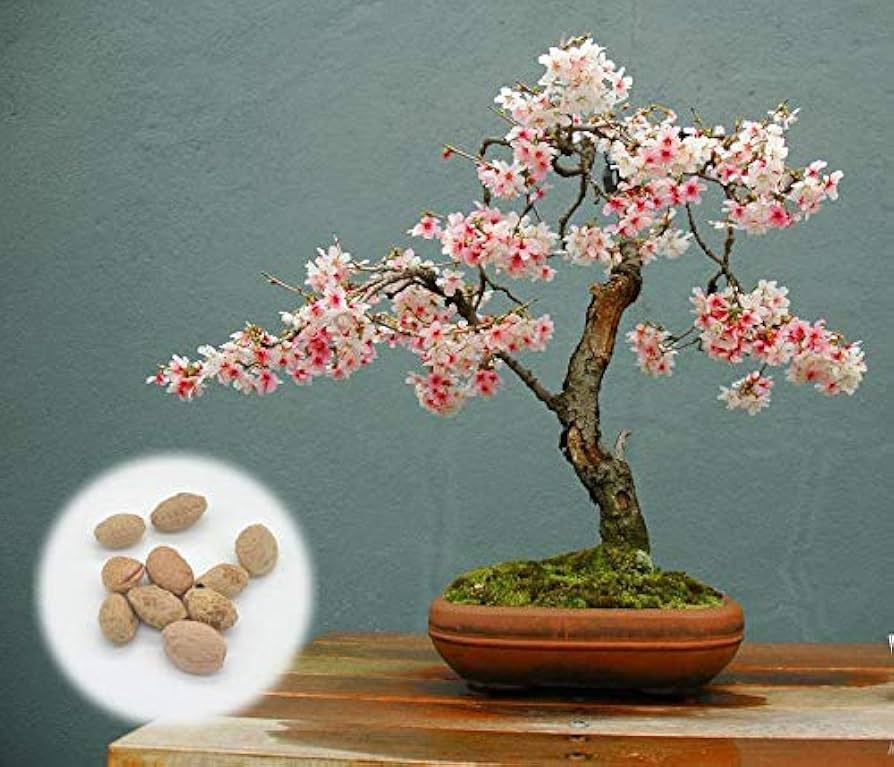 cherry blossom 様 Cherry Blossom Reports 2025 - Takamatsu: Full Bloom