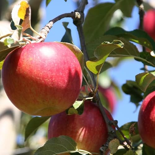 XY VimXC[g  5kg 󂠂Eƒp TCYʁîЂTCYjbAEgbgi  SDGs ƒpMtgEt[c ь ʕ Apple Abv