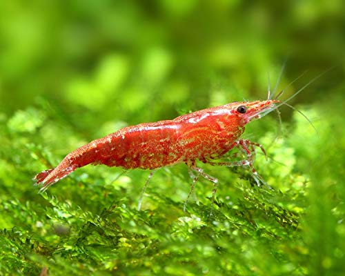 Sakura Cherry Live Shrimp Algae Eater Tropical Fresh Water Live Fish (5)