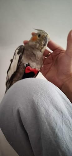 Kuso Pañal de loro, reutilizable, lavable, traje de vuelo, kimono, ropa para pájaros, periquito, cacatúa