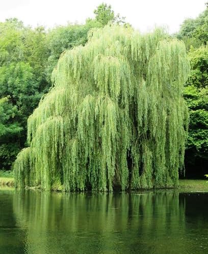Bulk Thin Gold Weeping Willow Tree Cuttings to Grow - Pencil Thickness or Thinner - Excellent for Bonsai or Garden (50 Cuttings)