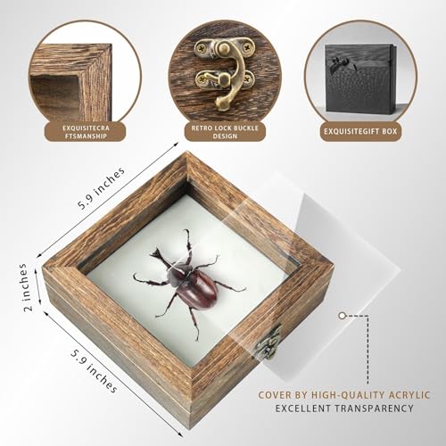 Image of 20 Pieces Insect Pinning Kit, Bug Pinning Kit for Science Classroom Science Education
