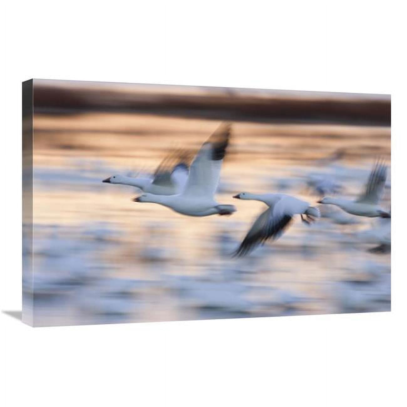 20 x 30 in. Snow Goose Flock Flying Over Wetland, Bosque Del Apache NWR, New Mexico Art Print - Konrad Wothe