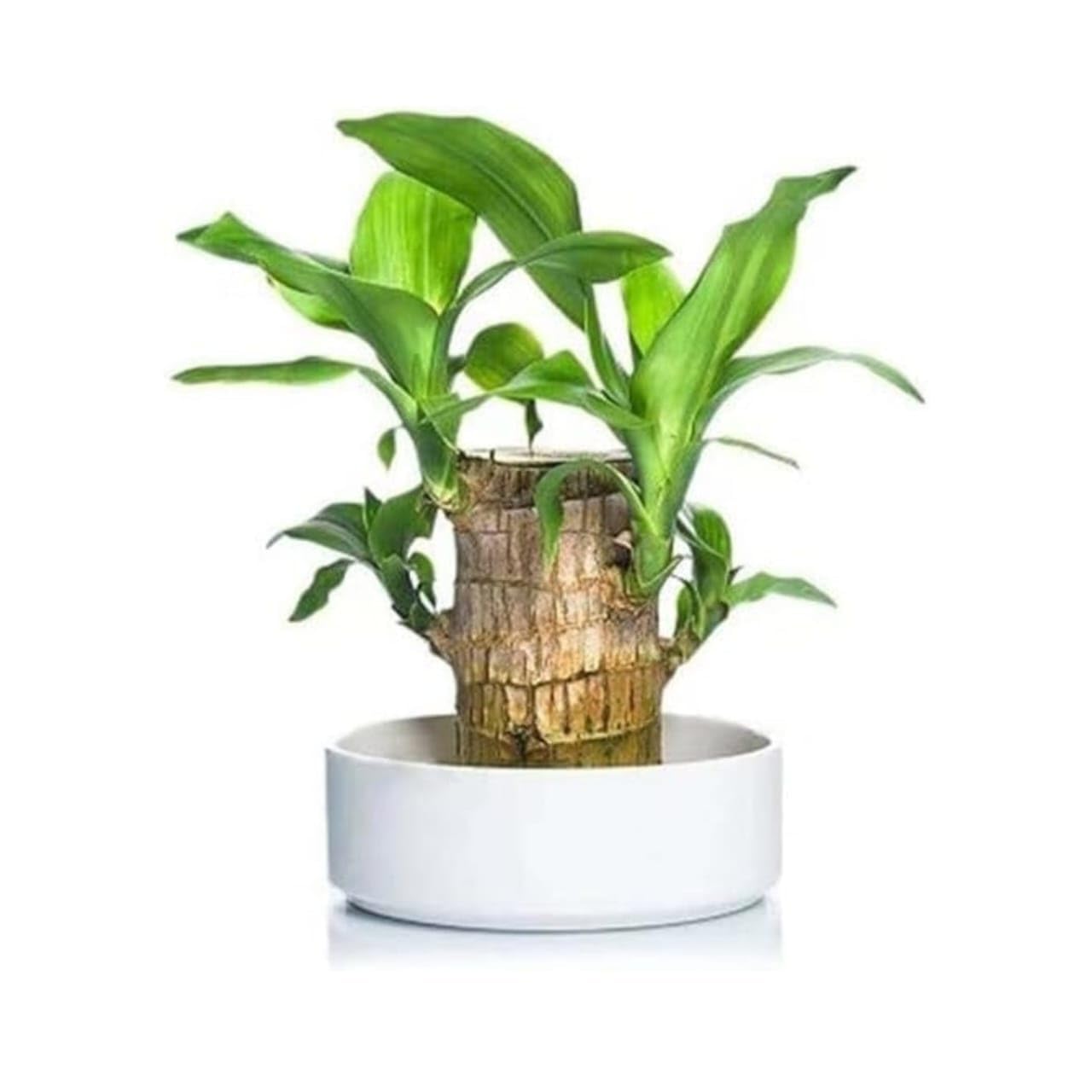 Lazubix Lucky Brazil Wood Potted Plant, Healthy Indoor Live Lucky Brazilian Wood Plant for Living Room, Feng Shui Plant (B0DH2VTP9T) Amazon Price History, Amazon Price Tracker