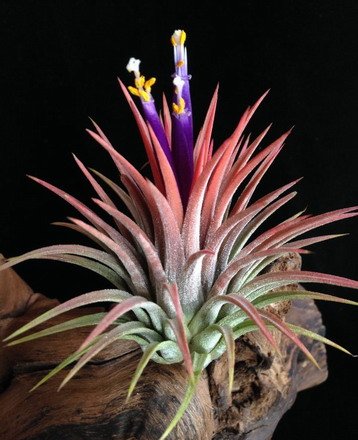 Tillandsia ionantha rubra