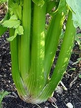 Stangensellerie 'Green Utah' (Apium graveolens) 400 Samen Staudensellerie Bleichsellerie