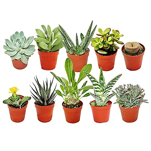 10 X Different Mixed Succulent Cactus House + Gardeners Dream Plant Care Guide