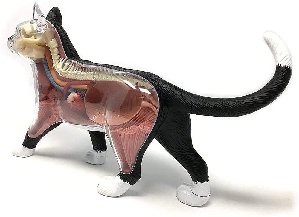 Amazon｜スタディモデル4Dビジュアル猫解剖模型アセンブリ