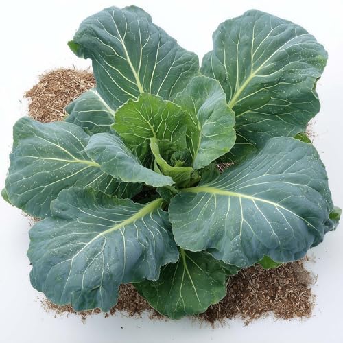 1000+ Collard Greens Seeds for Planting - Champion - Compact Slow Bolting - Open-Pollinated Non-GMO USA Grown - by RDR Seeds