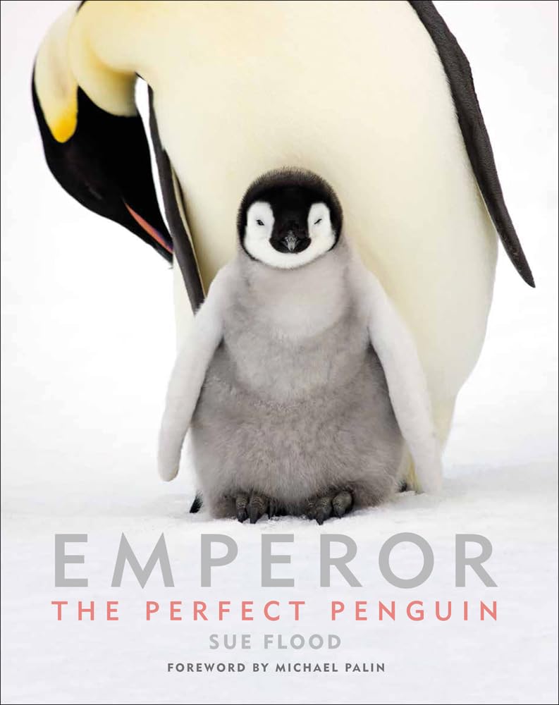 Emperor The Perfect Penguin pour décorer une chambre d'enfant d'aventure