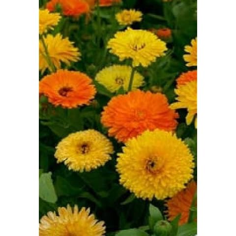 Just Seed - Flower - Calendula officinalis - Pacific Beauty Mix - Pot Marigold - 1000 Seeds Cover