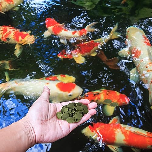 Wels Futtertabletten 1kg (ca. 2ltr.) XL Pack, Welsfutter, Wels Chips mit Spirulina, Fischfutter Aquarium, Welstabletten, geprüfte Qualität von deutschem Anbieter – Bild 6