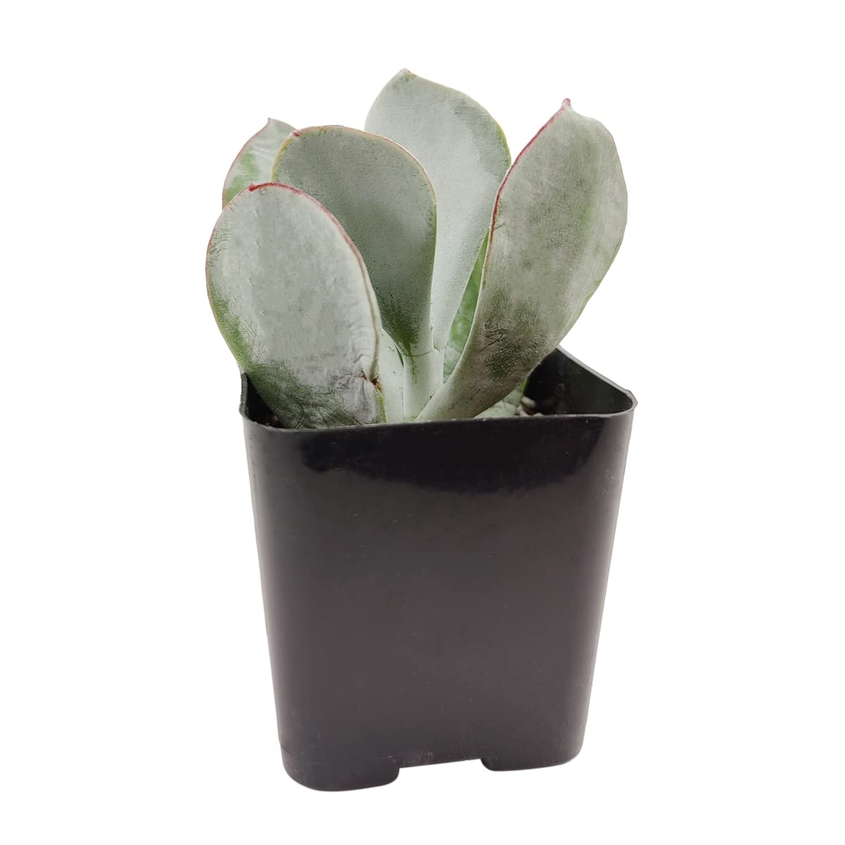 Amazon.com : Cotyledon Orbiculata - Pig's Ear for Sale | Succulent Care (2  inch) : Patio, Lawn & Garden