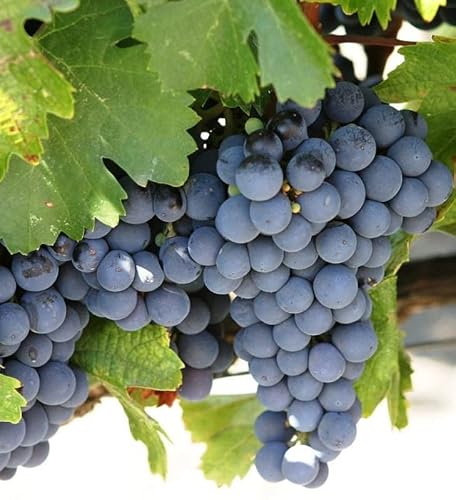 Yunaksea 1 Concord Grape Vine for Planting, Seedless Grape Plant Live 1 to 2 Yrs Old, Live Grape Fruits