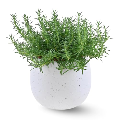 Indoor 10' Rosemary Plants Live in 4' Pot, Rosemary Bush for Indoors Outdoor Planting, Well-Rooted and Fragrant